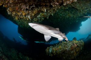 Grey Nurse Shark and Family in background.  Canon 20D Ton... by Mick Tait 